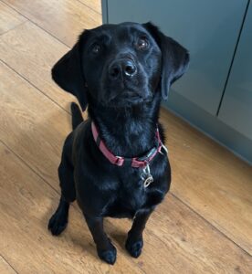 Dog in kitchen - is yours a food grabber?
